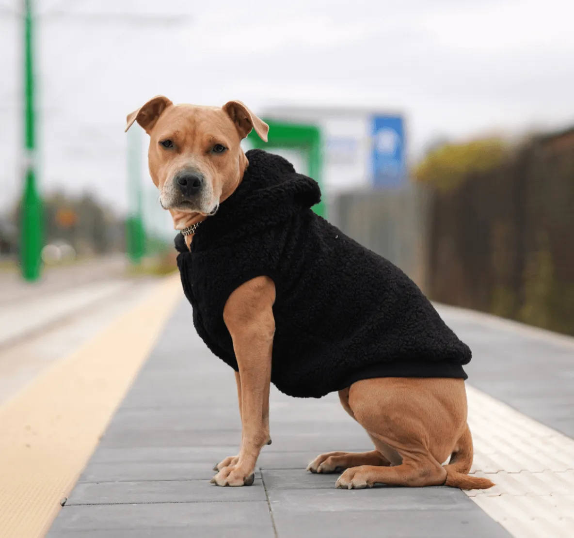 Teddy Sherpa Dog Jacket - Black